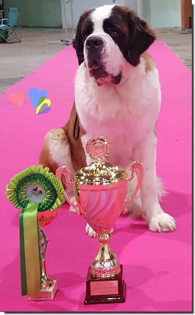 CH. Miss france De La Petite Caille