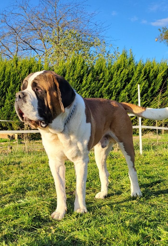 CH. Usko De La Petite Caille