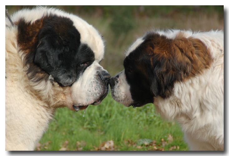 De La Petite Caille - Chien du Saint-Bernard - Portée née le 28/04/2014