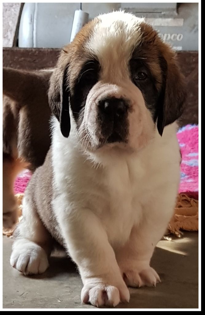 De La Petite Caille - Chien du Saint-Bernard - Portée née le 15/03/2018