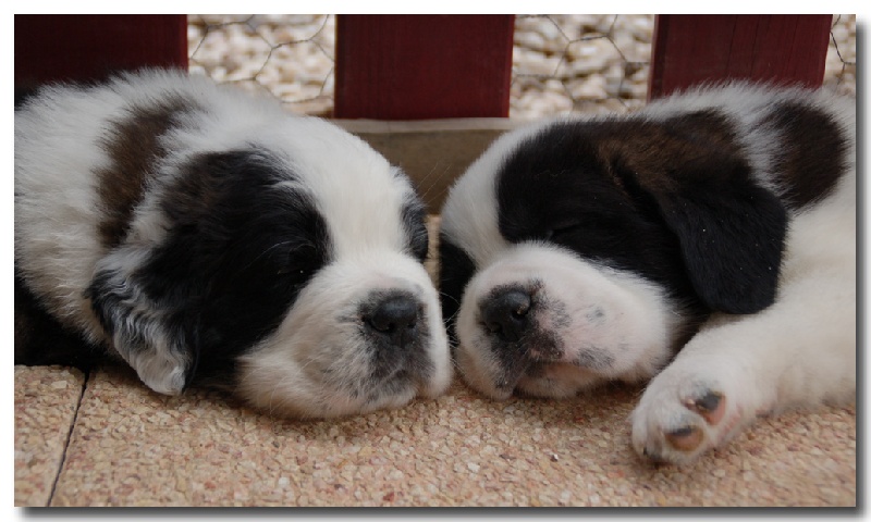 De La Petite Caille - Chien du Saint-Bernard - Portée née le 23/07/2012
