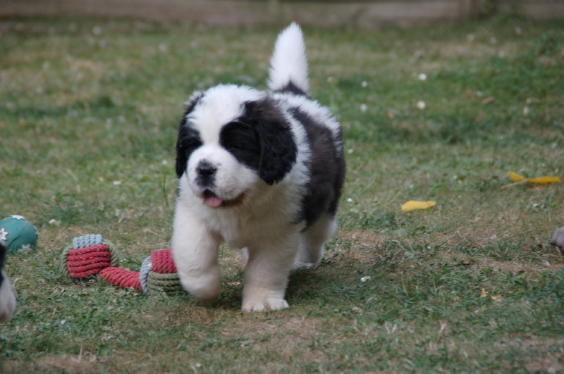 De La Petite Caille - Chien du Saint-Bernard - Portée née le 05/06/2013