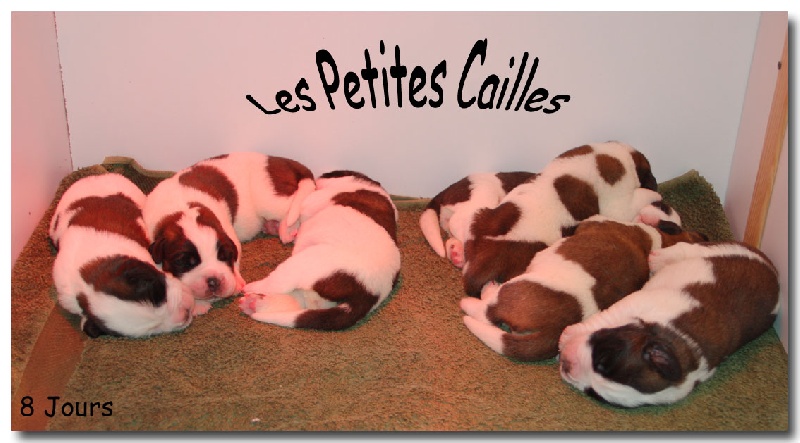De La Petite Caille - Chien du Saint-Bernard - Portée née le 09/10/2011