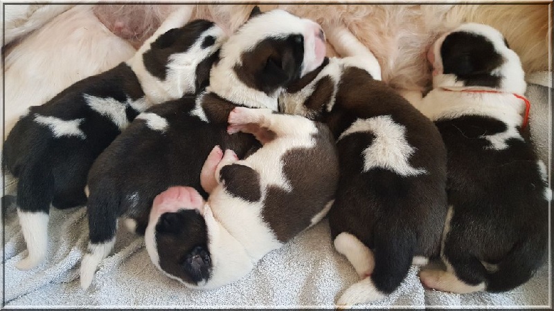 De La Petite Caille - Chien du Saint-Bernard - Portée née le 10/04/2016